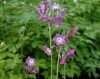 Show product details for Primula alpicola violaceae